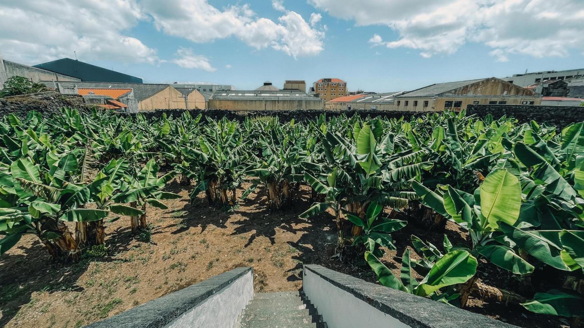 The Farm - Azores Boutique House Ponta Delgada Kültér fotó